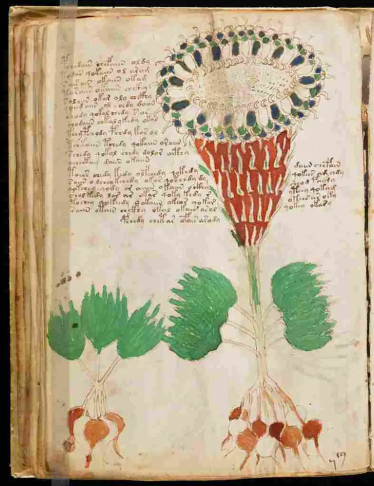 Image of a Entity like a tree Voynich Manuscript