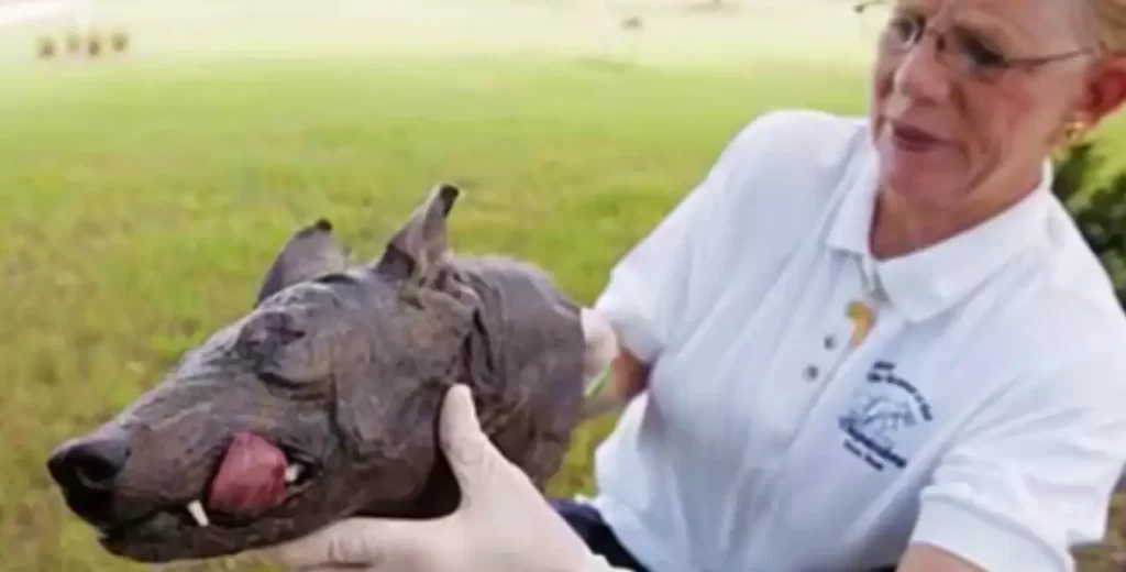 A head of a suspected Chupacabra