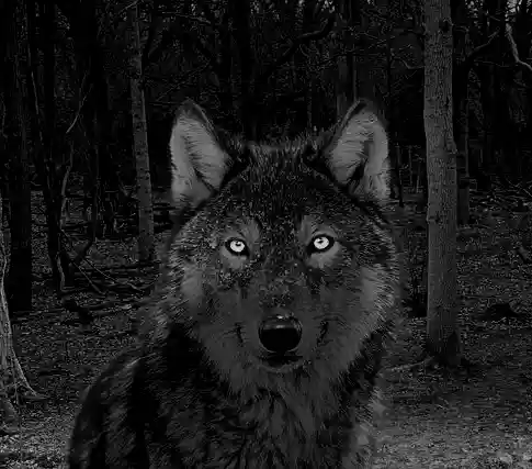 Illustration of a Skinwalker in a wolf clothing