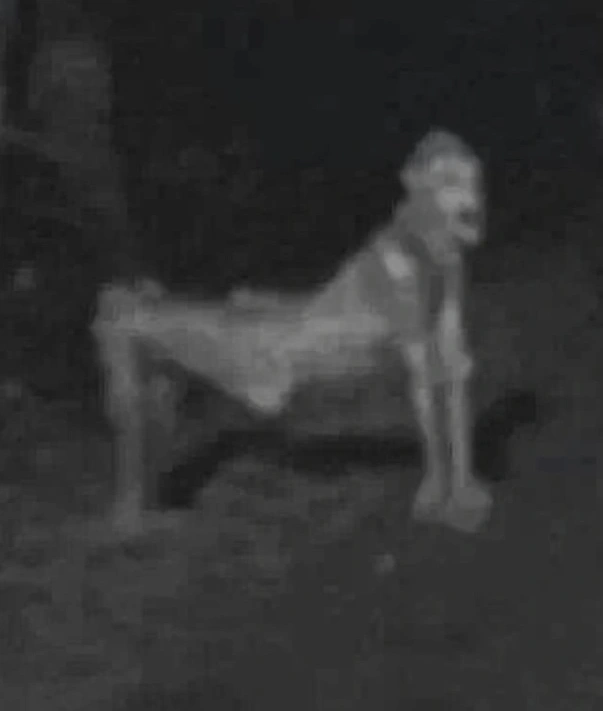 Is this is a Skinwalker?