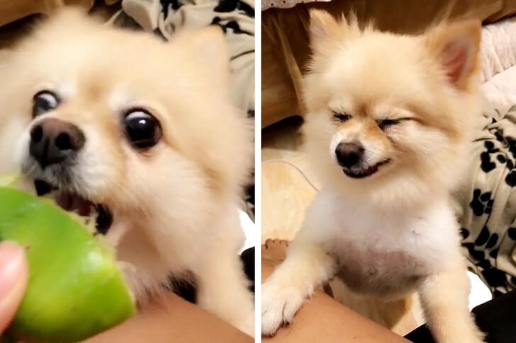 25 Funny Things Animals Do When They See Something For The First Time