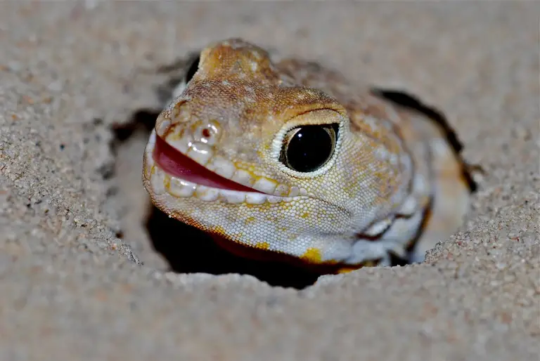 Tiny Titans of Nature: 10 Small Creatures That Make a Big Noise